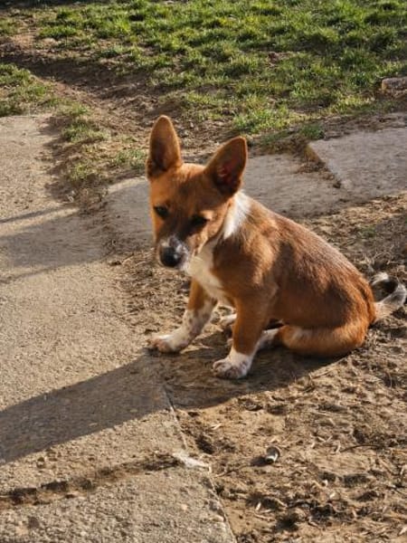 Witziger kleiner DENY