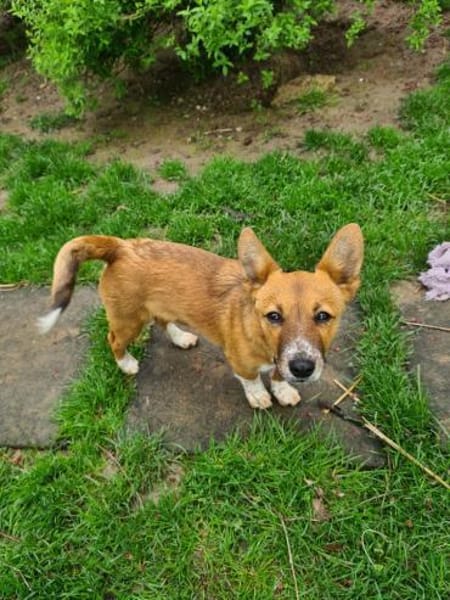 Witziger kleiner DENY