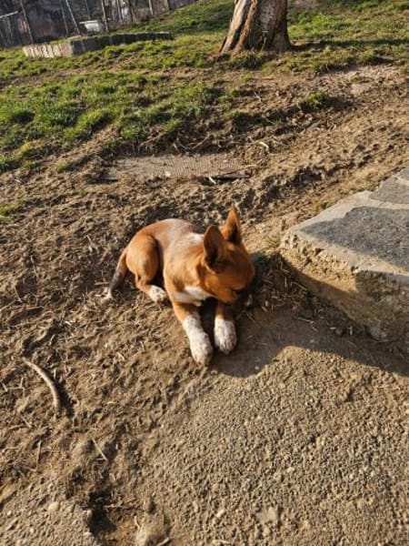 Witziger kleiner DENY