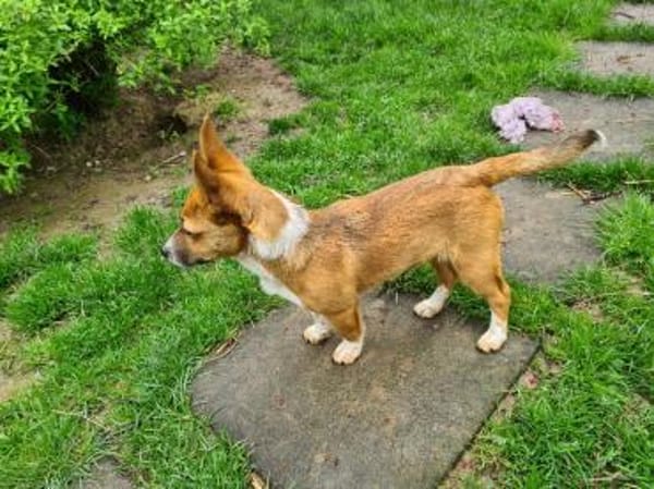 Witziger kleiner DENY