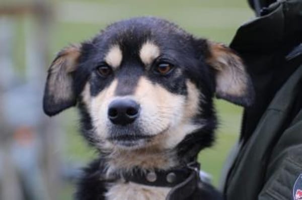 Marlin - kinderlieber, zarter Jungrüde