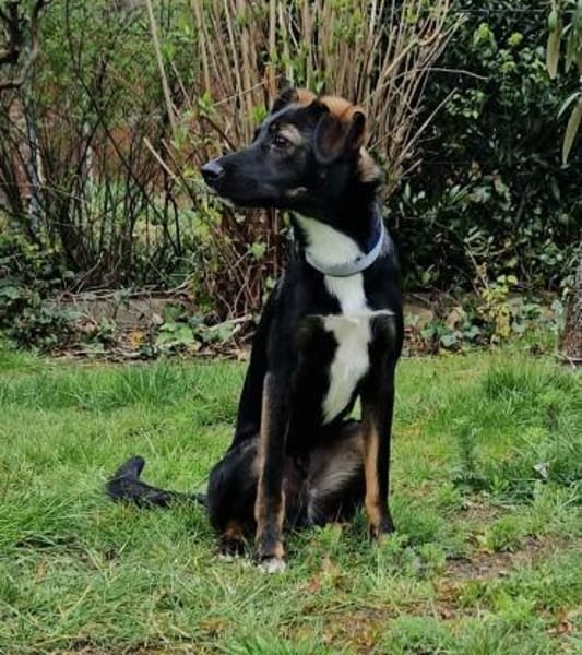 Theo - Junghund sucht Familie 🍀