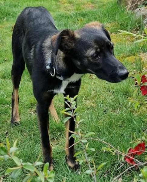 Theo - Junghund sucht Familie 🍀