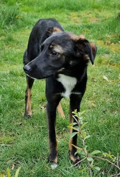 Theo - Junghund sucht Familie 🍀