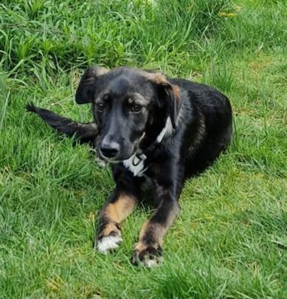 Theo - Junghund sucht Familie 🍀