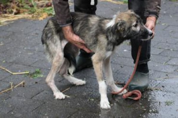 Ava - sensibel u. verspielt