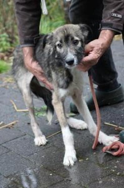 Ava - sensibel u. verspielt