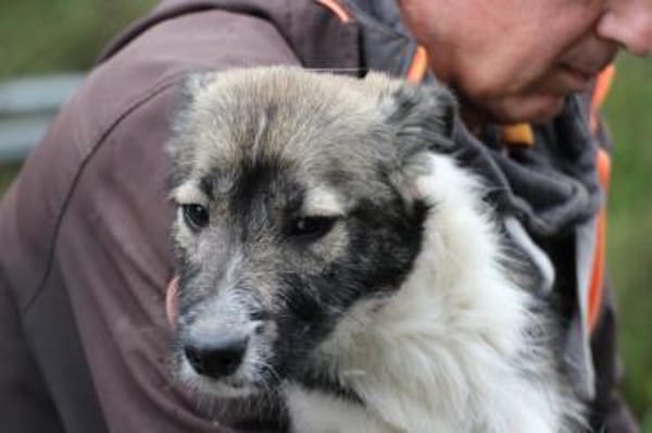 Ava - sensibel u. verspielt