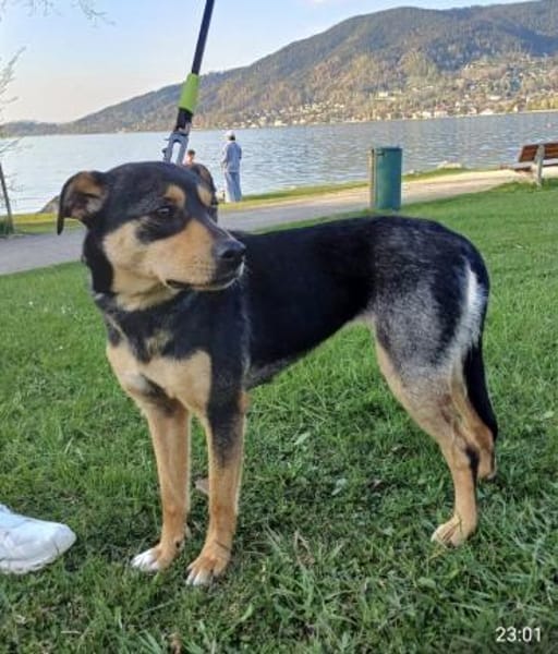 FANNY wartet auf ihre Menschen