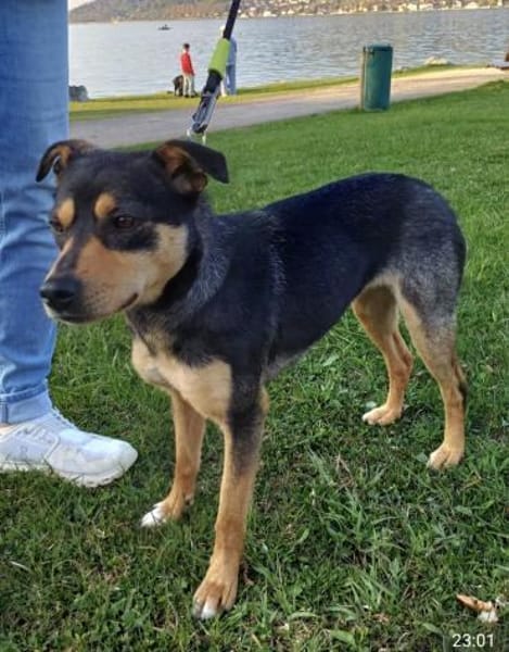 FANNY wartet auf ihre Menschen