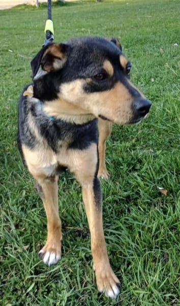 FANNY wartet auf ihre Menschen