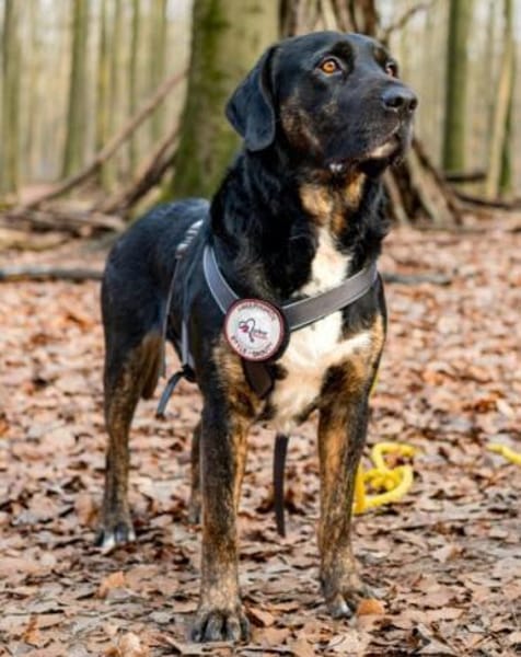 Leo 💗 wartet in 84524 Neuötting