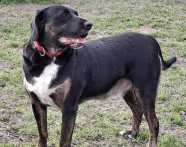 Leo 💗 wartet in 84524 Neuötting