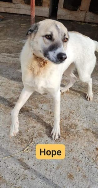 Hope - hat noch Hoffnung 🍀