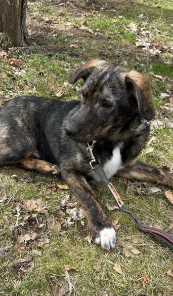 Monty ein ganz liebes Kerlchen