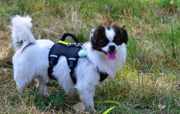 Poet aus einer sog.-Hinterhofzucht-