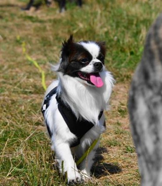 Poet aus einer sog.-Hinterhofzucht-