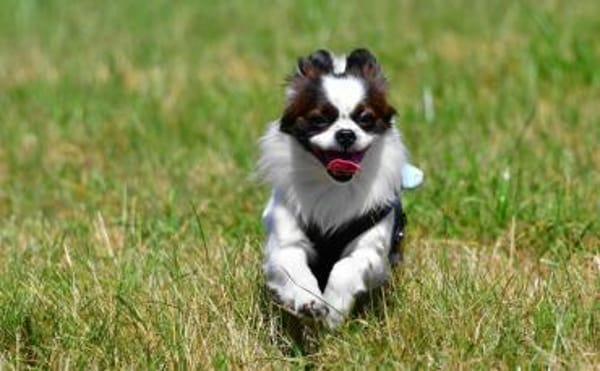 Poet aus einer sog.-Hinterhofzucht-