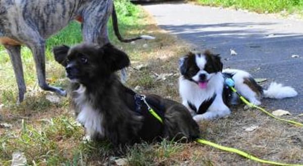 Poet aus einer sog.-Hinterhofzucht-