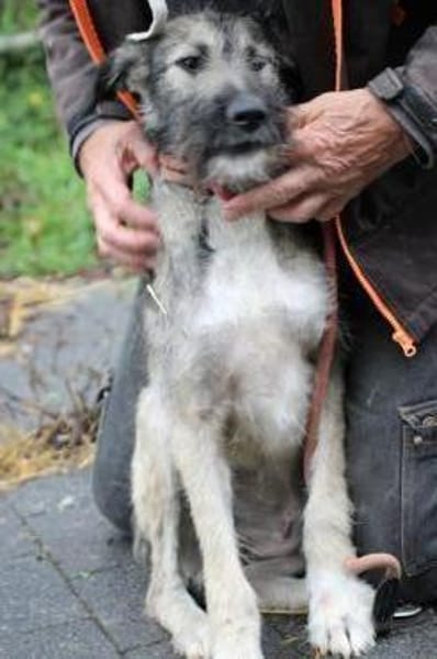 Melody - goldige Junghündin