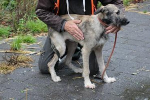 Melody - goldige Junghündin