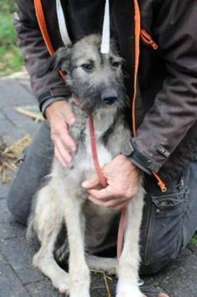 Melody - goldige Junghündin