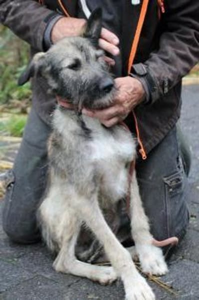 Melody - goldige Junghündin