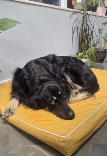 Unkomplizierter Buck sucht Zuhause