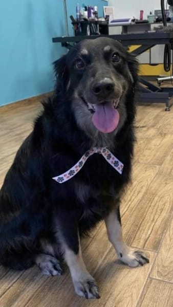 Unkomplizierter Buck sucht Zuhause