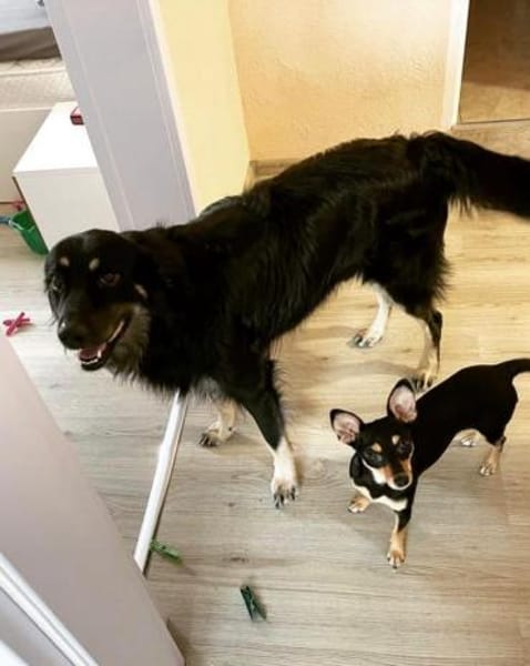 Unkomplizierter Buck sucht Zuhause