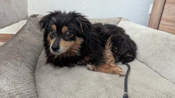 Sanfte Betty❤ sucht liebevolles Heim