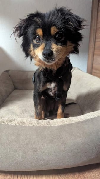 Sanfte Betty❤ sucht liebevolles Heim