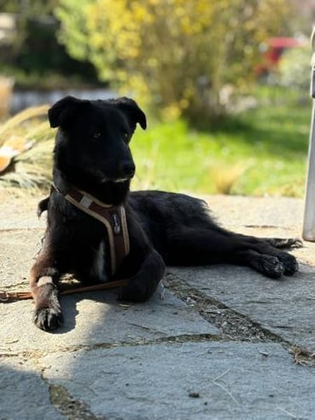 Oliver sucht sein Für-immer-Zuhause