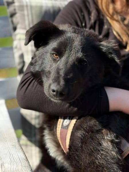 Oliver sucht sein Für-immer-Zuhause