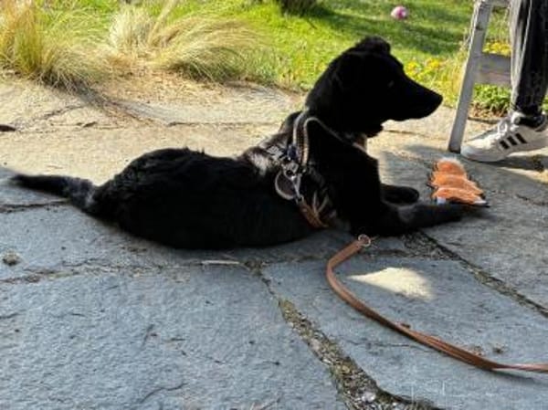 Oliver sucht sein Für-immer-Zuhause