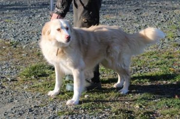 Gulia - zutraulich u. kinderlieb