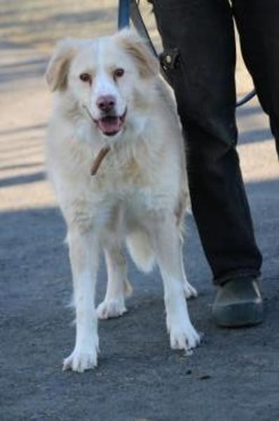 Gulia - zutraulich u. kinderlieb