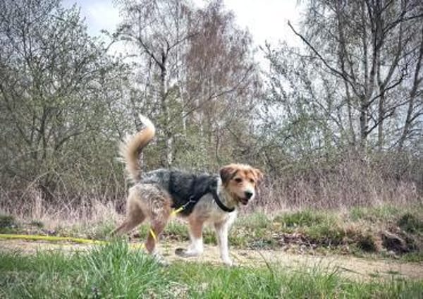 sensible Seele sucht Orientierung