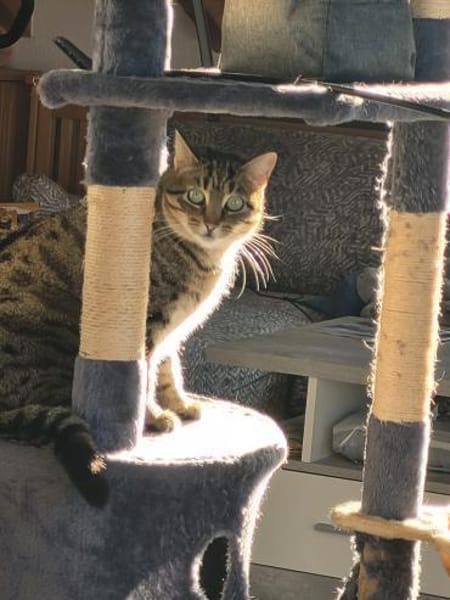 Einzelprinzessin Flia sucht ihre Familie