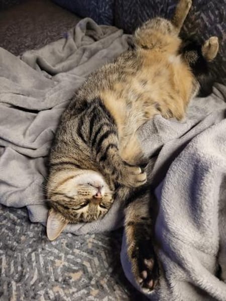 Einzelprinzessin Flia sucht ihre Familie