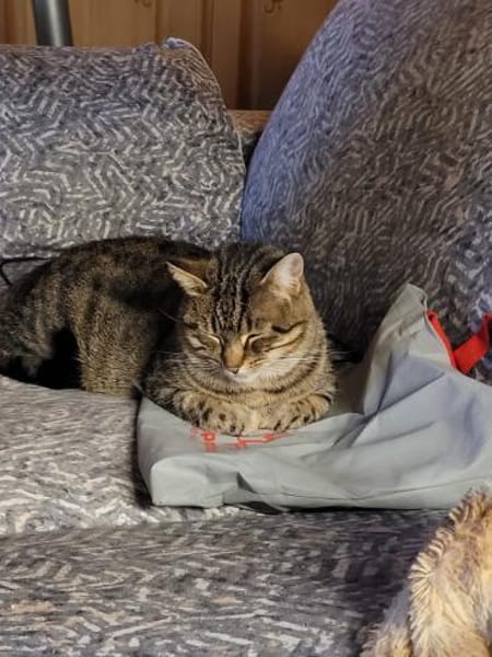 Einzelprinzessin Flia sucht ihre Familie