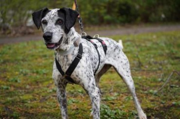 Lunares - Zuhause gesucht