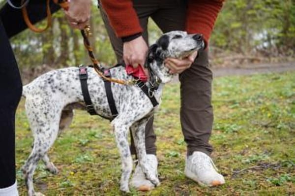 Lunares - Zuhause gesucht