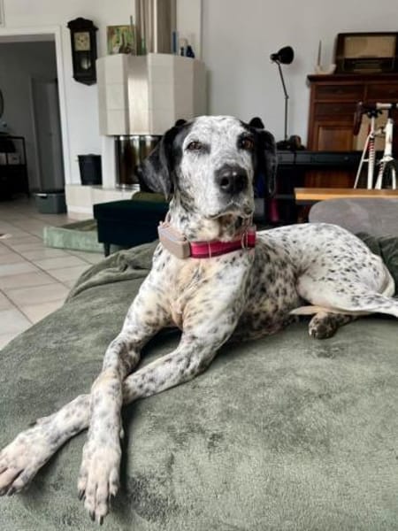 Lunares - Zuhause gesucht