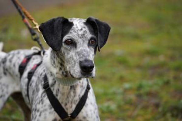 Lunares - Zuhause gesucht