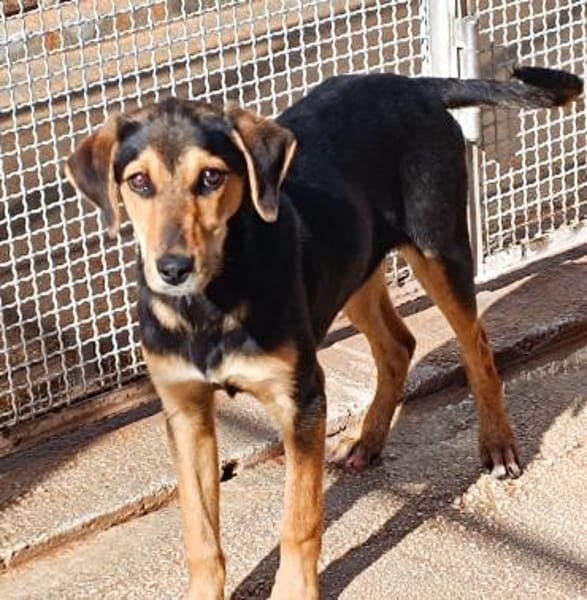 Siria wartet im Tierheim Schwandorf