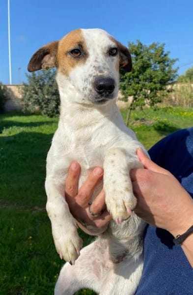 Linda wartet im Tierheim Schwandorf