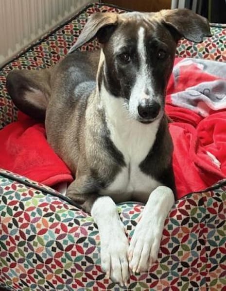 Amara die Zaubermaus / in 82284