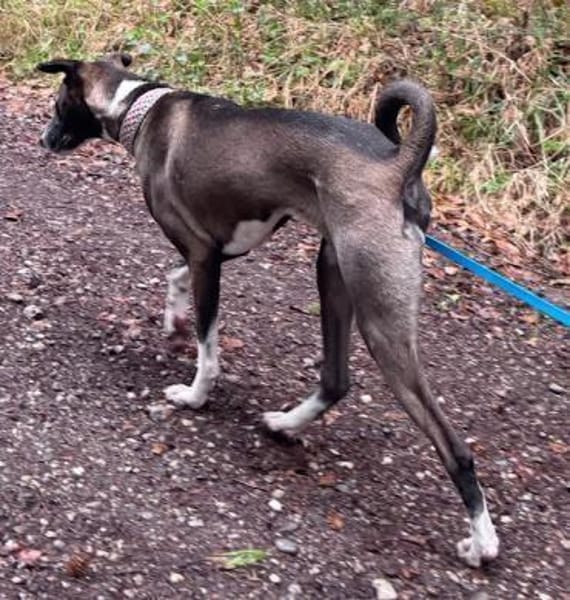 Amara die Zaubermaus / in 82284