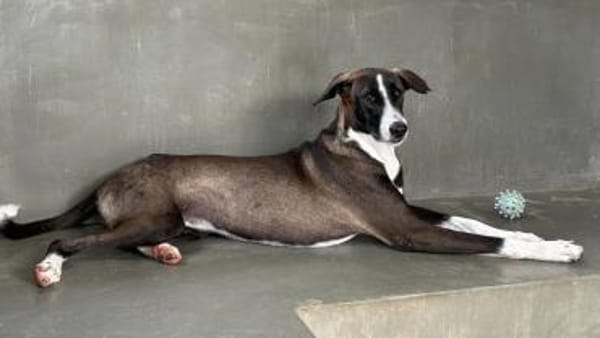 Amara die Zaubermaus / in 82284